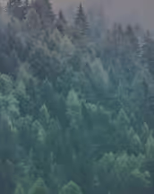 trees-background